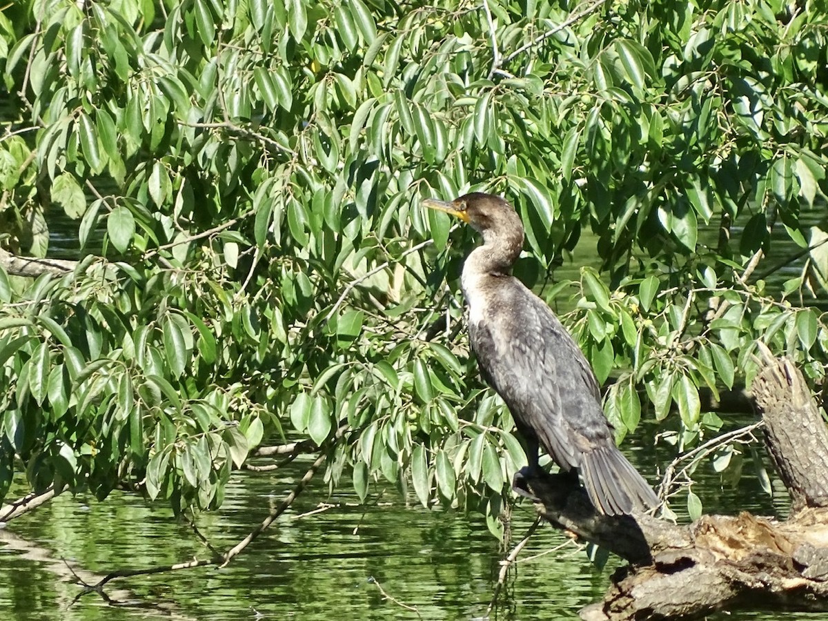 Cormoran à aigrettes - ML351975101