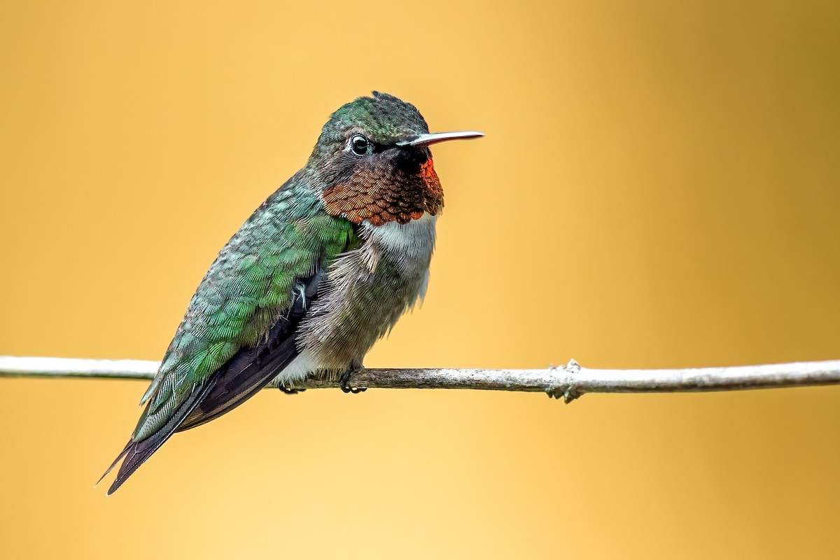 Ruby-throated Hummingbird - ML351975351