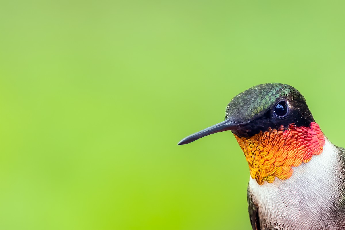 Ruby-throated Hummingbird - ML351975381