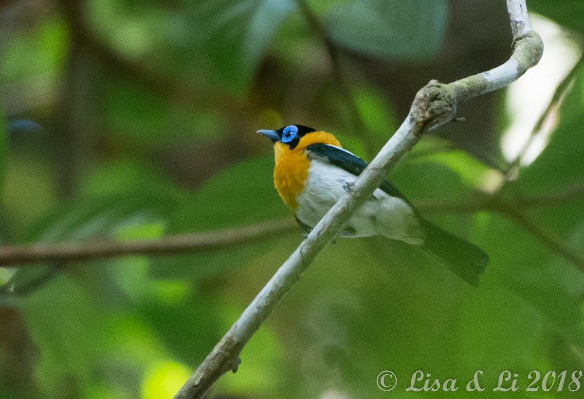 Ochre-collared Monarch - ML351977721