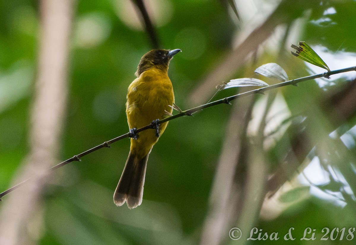 Golden Monarch - ML351980551