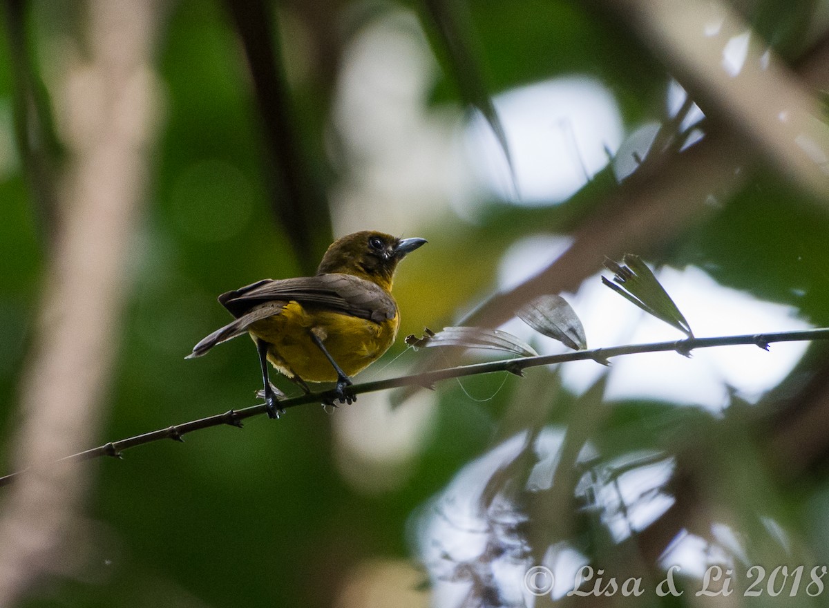 Golden Monarch - ML351980561