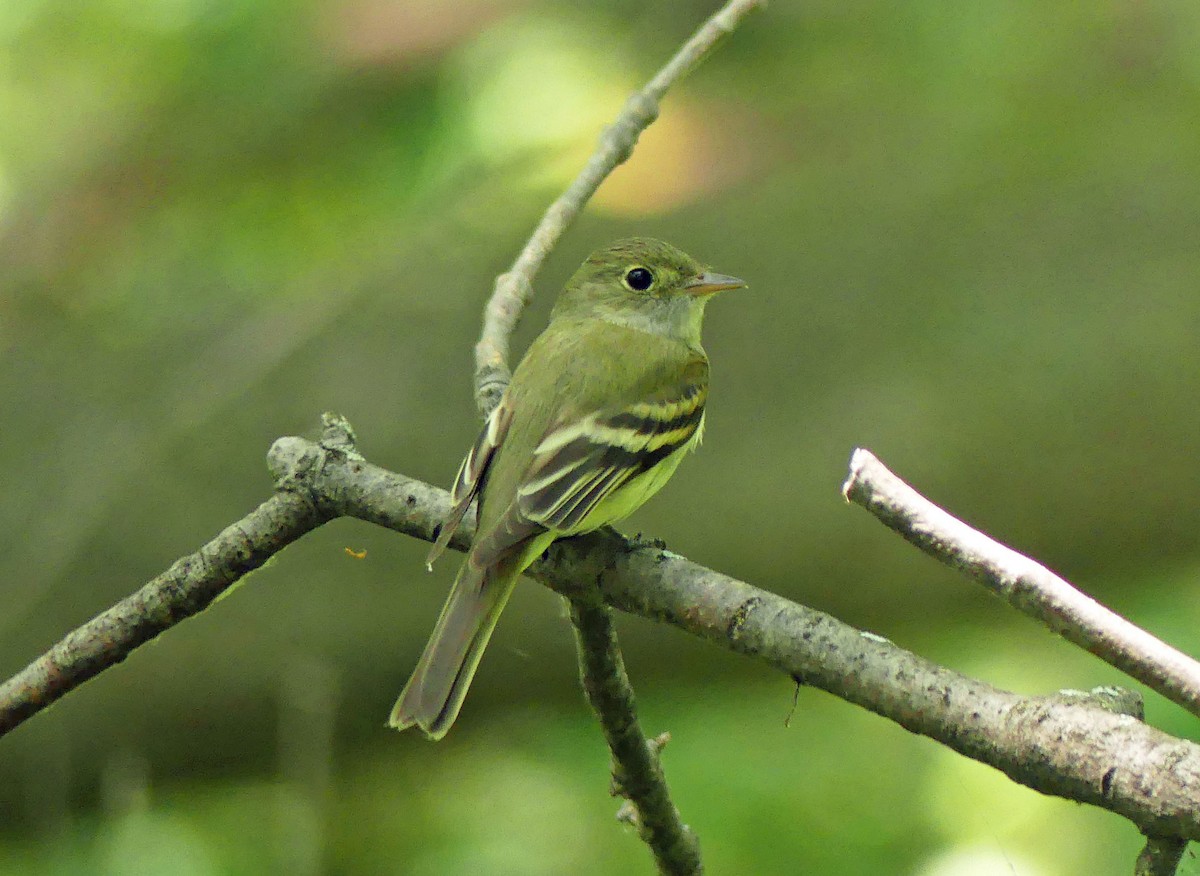 Acadian Flycatcher - ML351980631