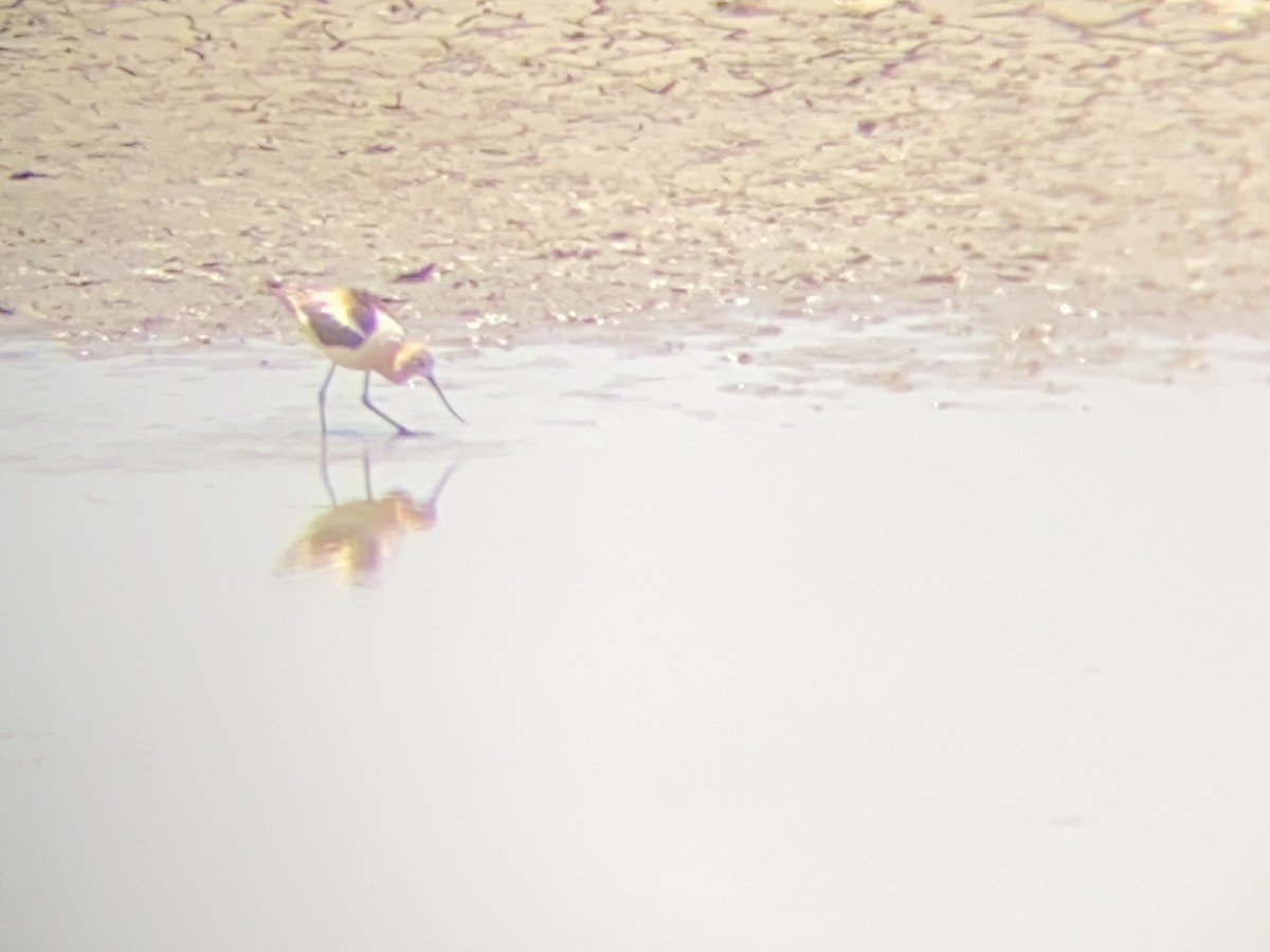 American Avocet - ML351981021