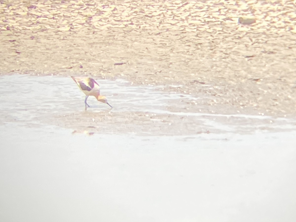 American Avocet - ML351981091