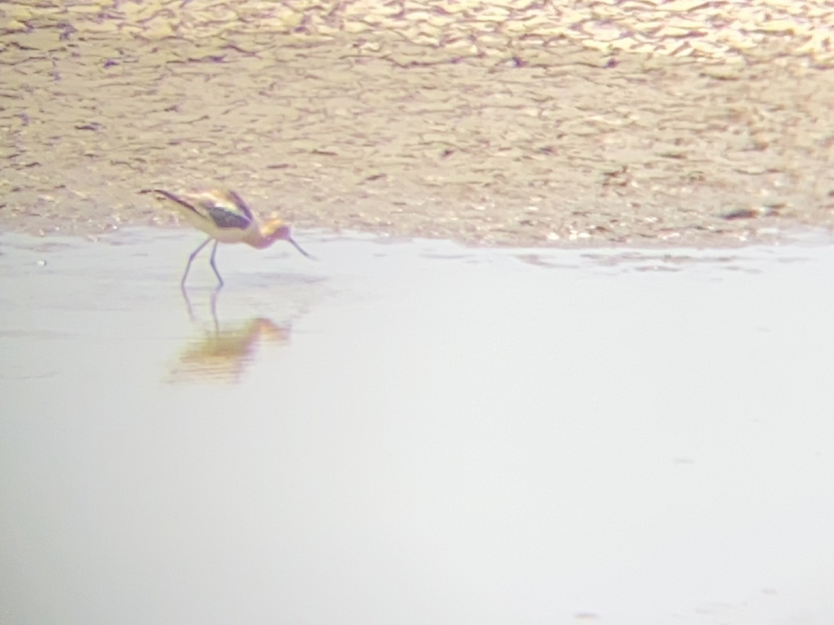 American Avocet - ML351981171