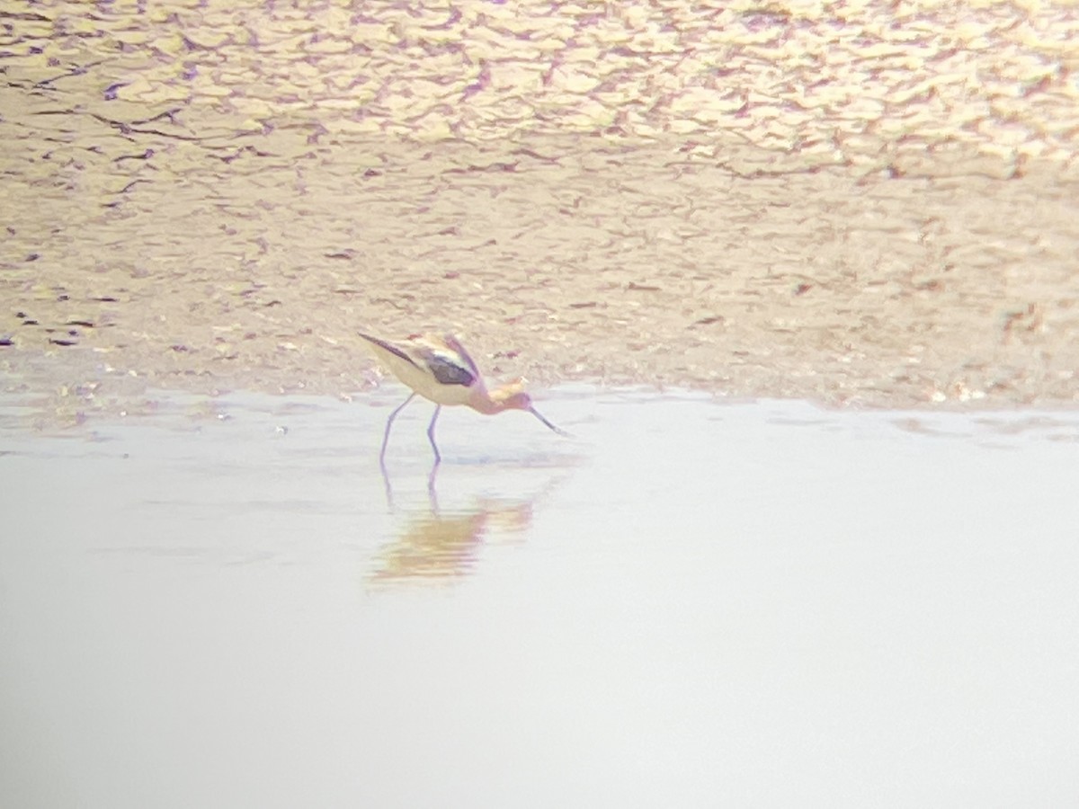 American Avocet - ML351981221