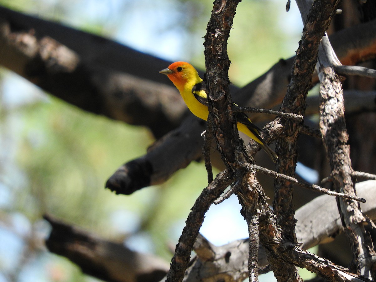 Western Tanager - ML351981471