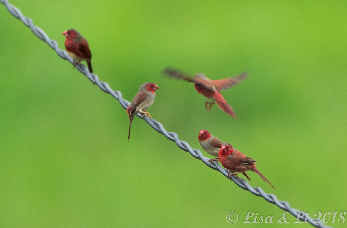 Crimson Finch - ML351983871