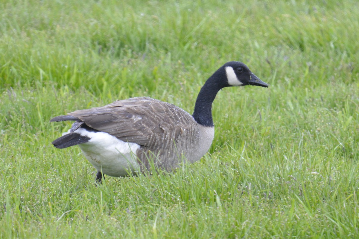 Canada Goose - ML351984651