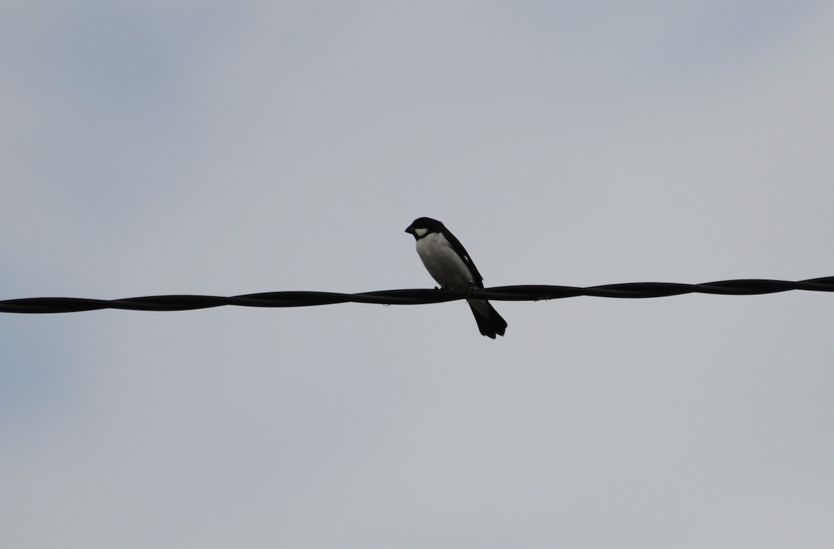 Lined Seedeater - Aves-del-Taragüí/ SabinaDeLucca