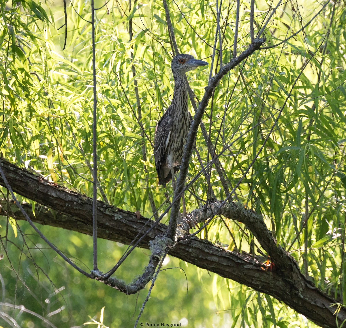 Yellow-crowned Night Heron - ML351988331