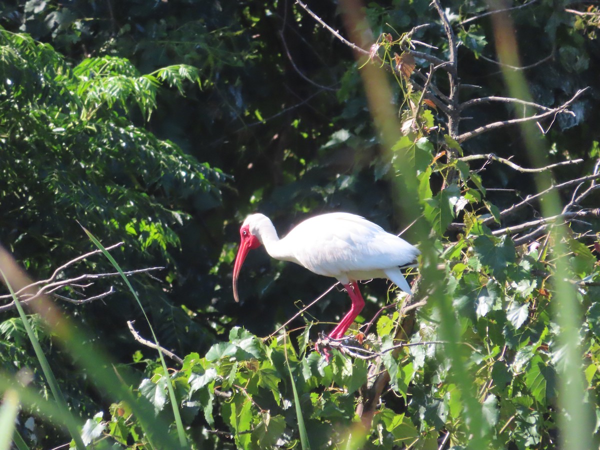 ibis bílý - ML351988811