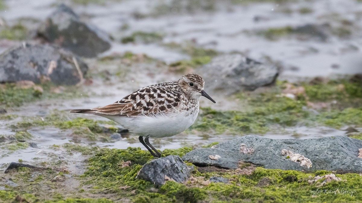 White-rumped Sandpiper - ML351989661