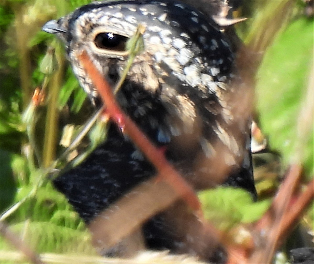 Common Nighthawk - ML351990181