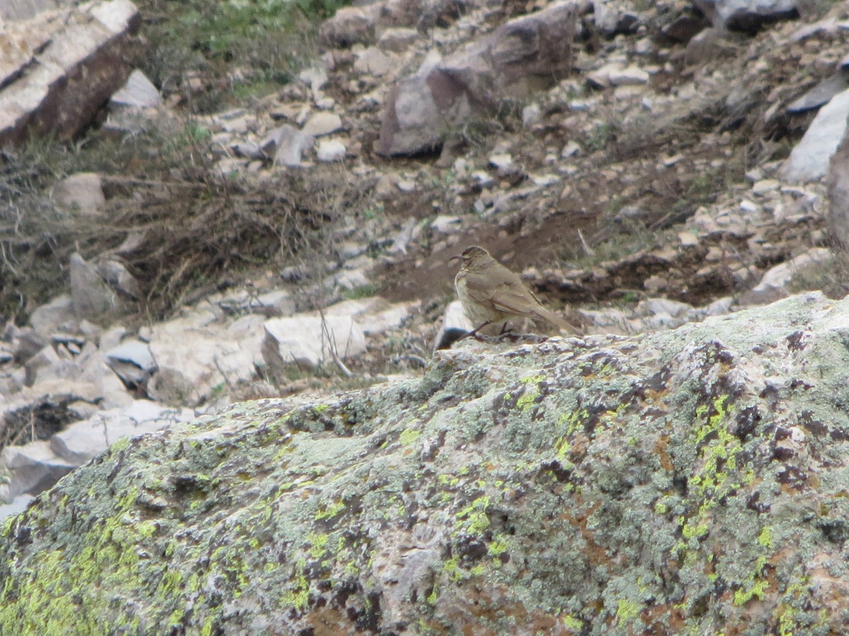 Scale-throated Earthcreeper - ML35199061