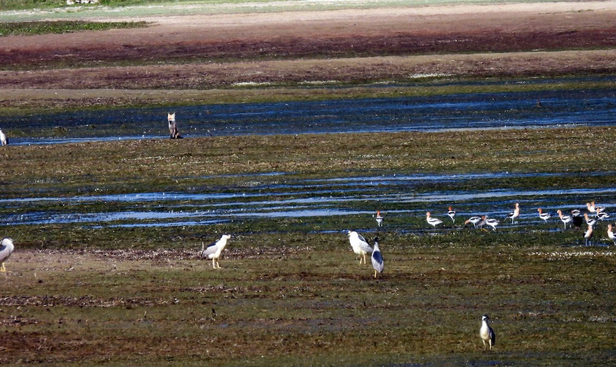 Avocette d'Amérique - ML351991121