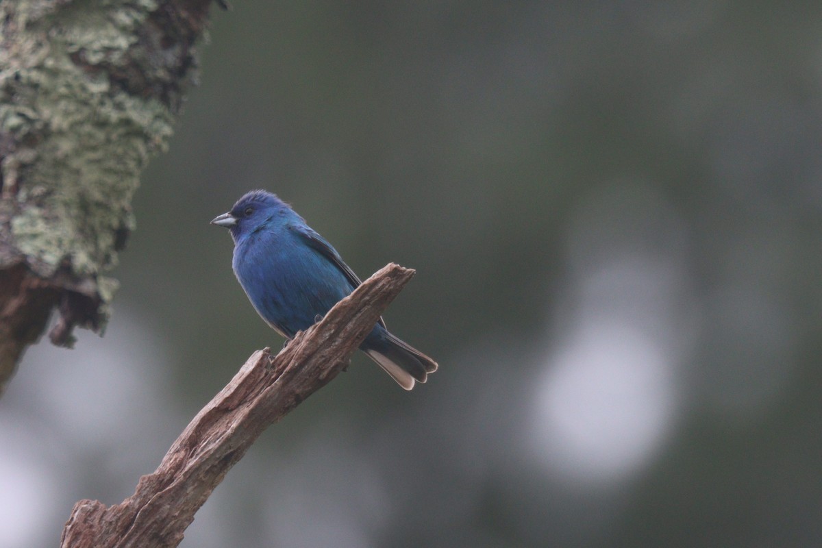 Indigo Bunting - Chris Daly