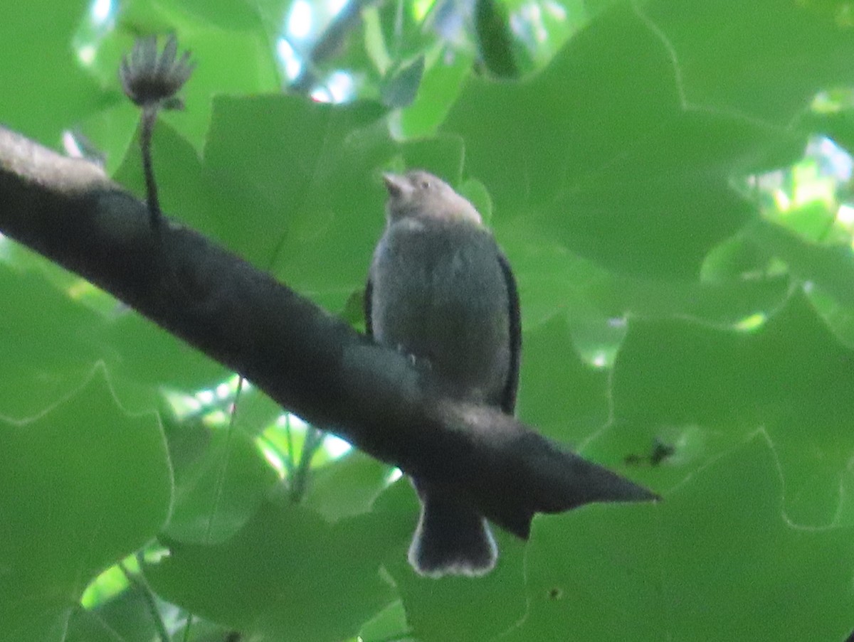 Brown-headed Cowbird - ML351994751