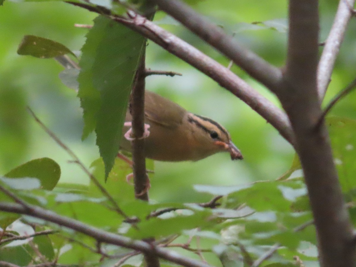 Worm-eating Warbler - ML351994831
