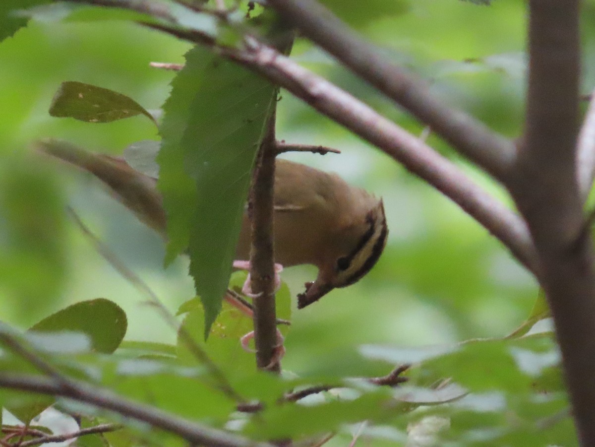Worm-eating Warbler - ML351994871