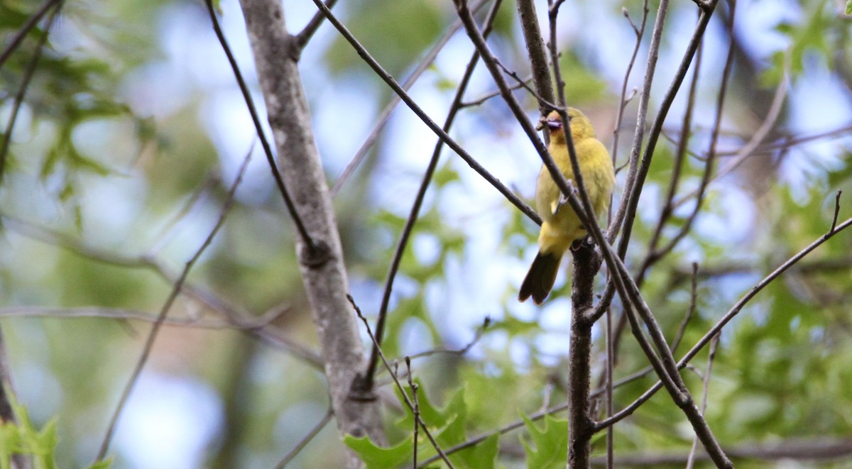 Oriole des vergers - ML351995151