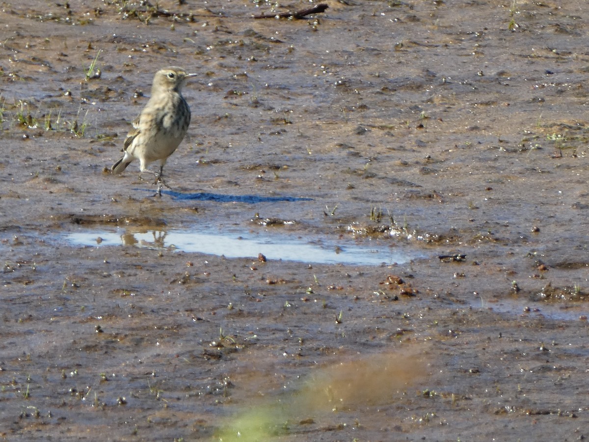 American Pipit - ML35199551