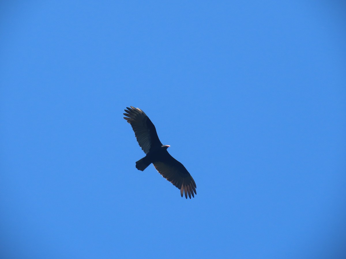 Turkey Vulture - ML351995531