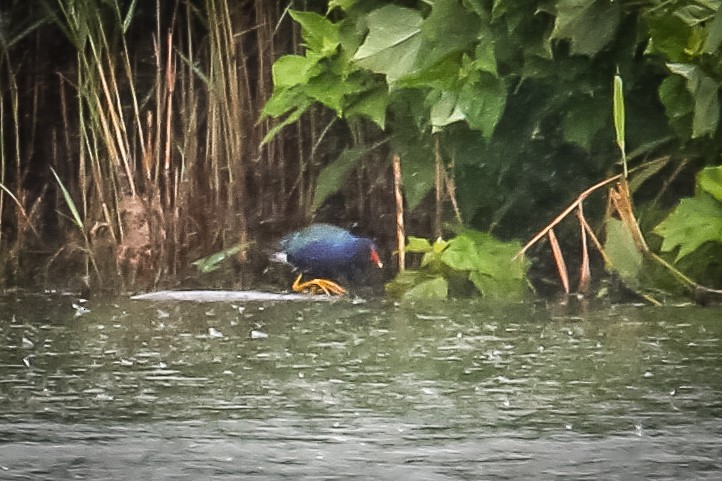 Purple Gallinule - ML351995891