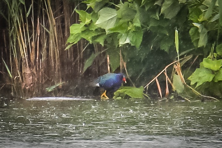Purple Gallinule - ML351995901