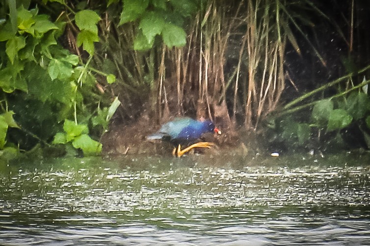 Purple Gallinule - ML351995921
