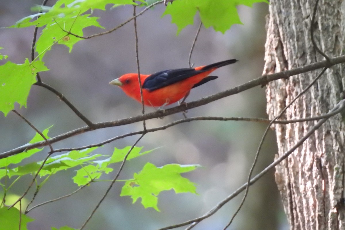 Scarlet Tanager - Dan Belter