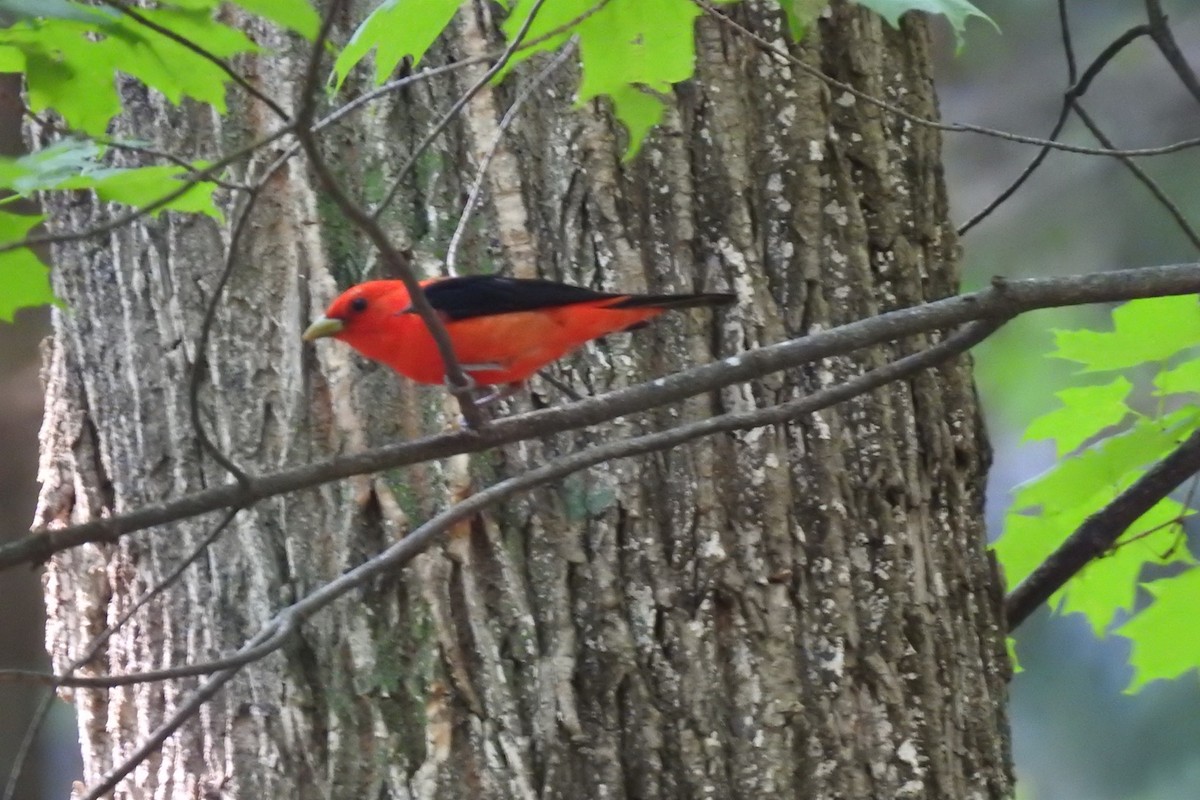 Scarlet Tanager - Dan Belter