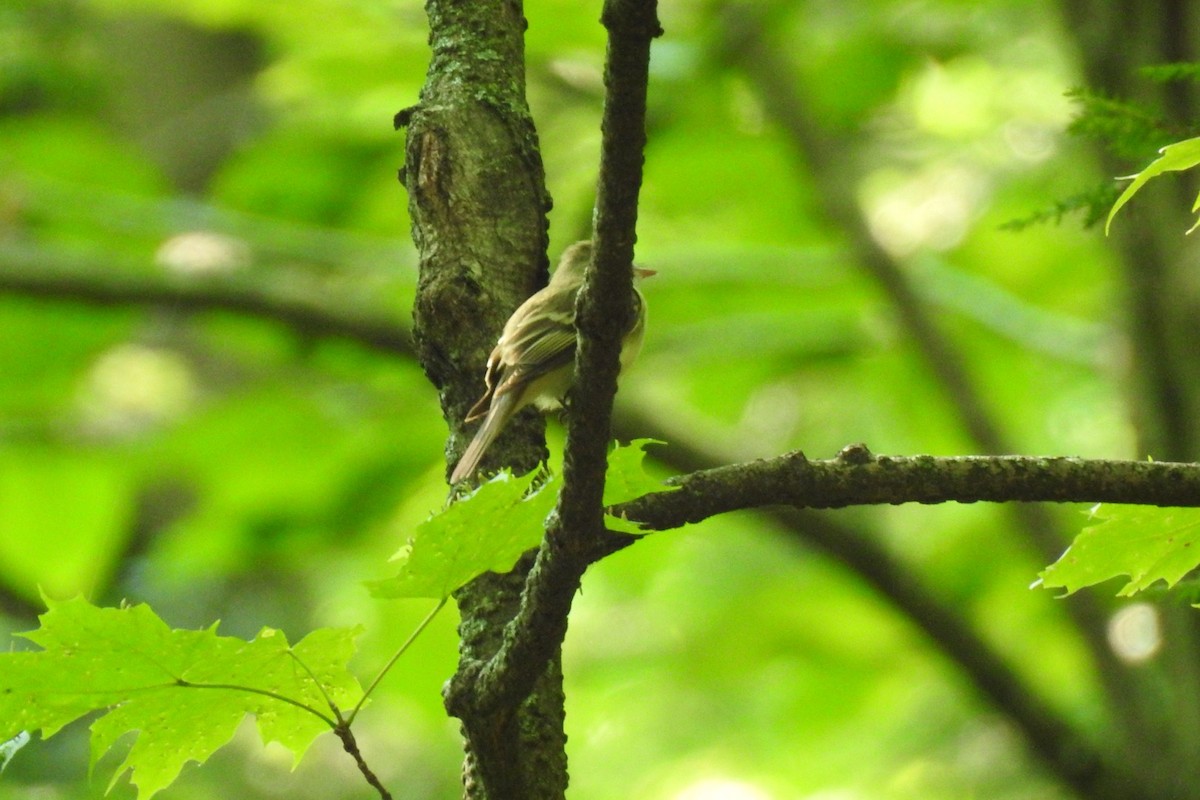 Acadian Flycatcher - Dan Belter