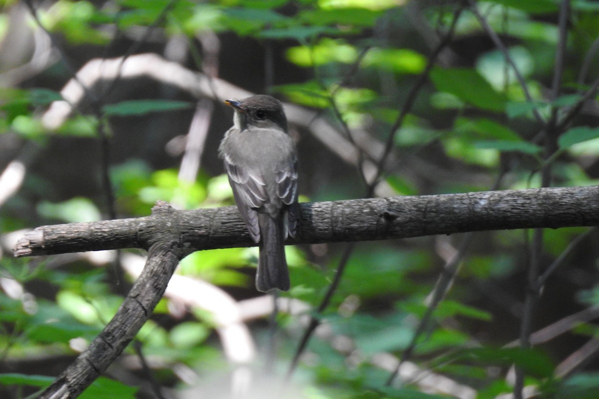 Eastern Wood-Pewee - ML351996331