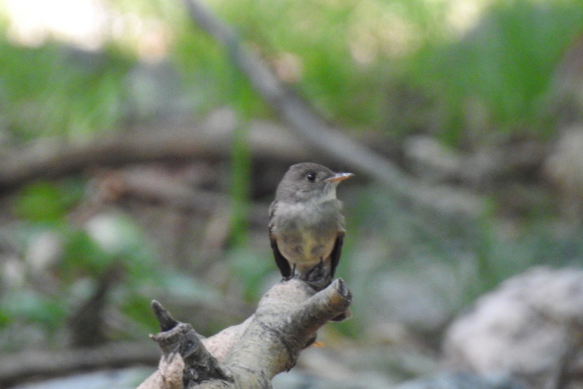 Eastern Wood-Pewee - ML351996341