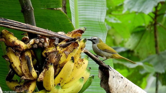 Buff-throated Saltator - ML351996701