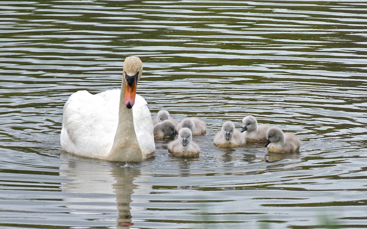 Mute Swan - Jeffrey Thomas