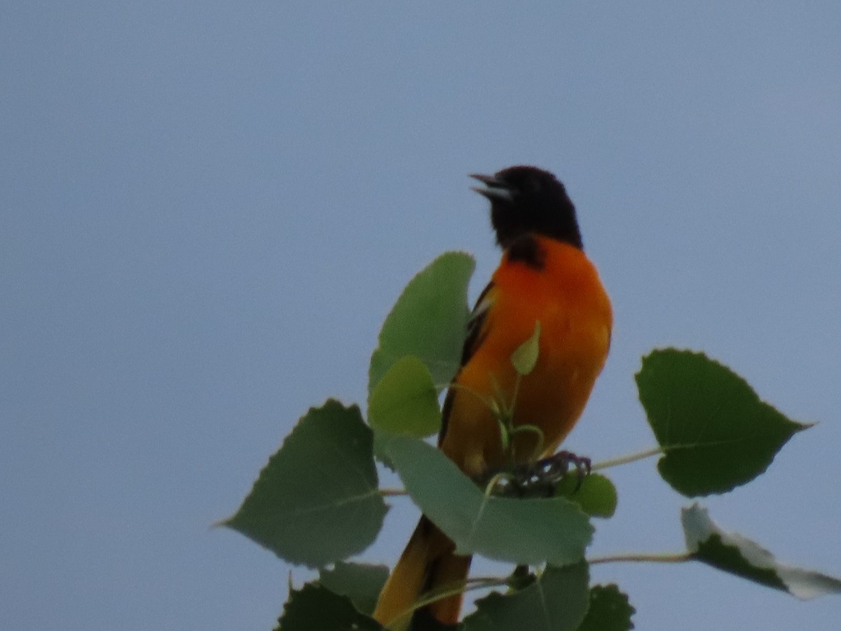 Baltimore Oriole - ML351998851