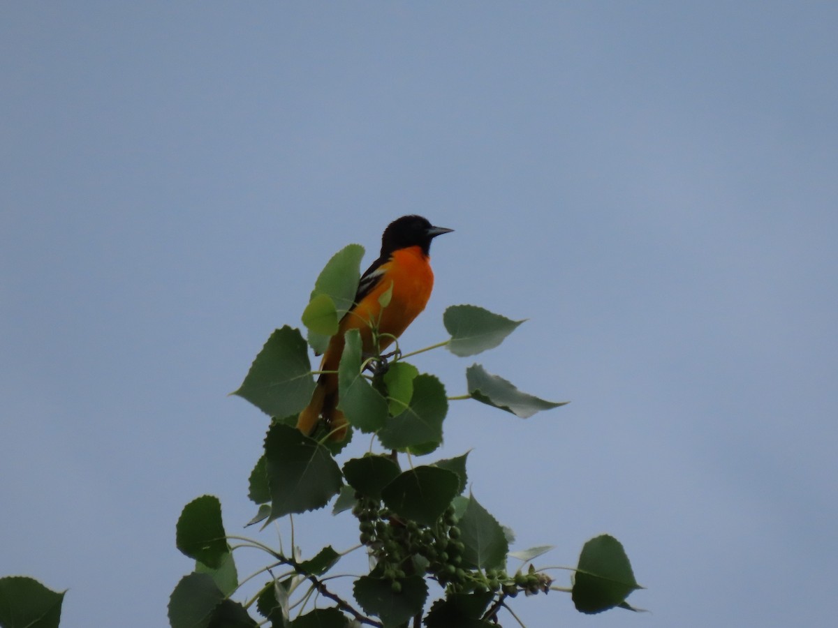 Baltimore Oriole - ML351998881