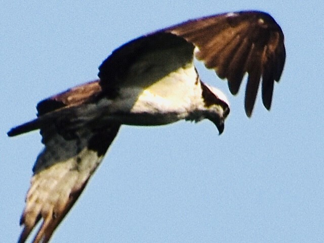 Águila Pescadora - ML351999381