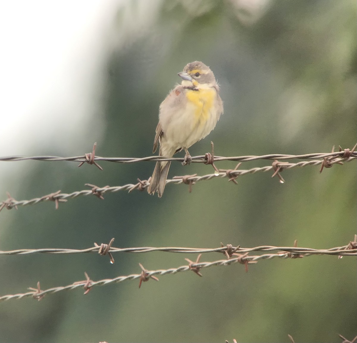 Dickcissel - ML352000521