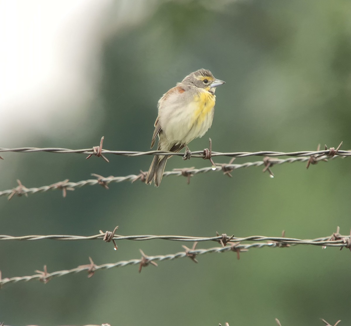 Dickcissel - ML352000661