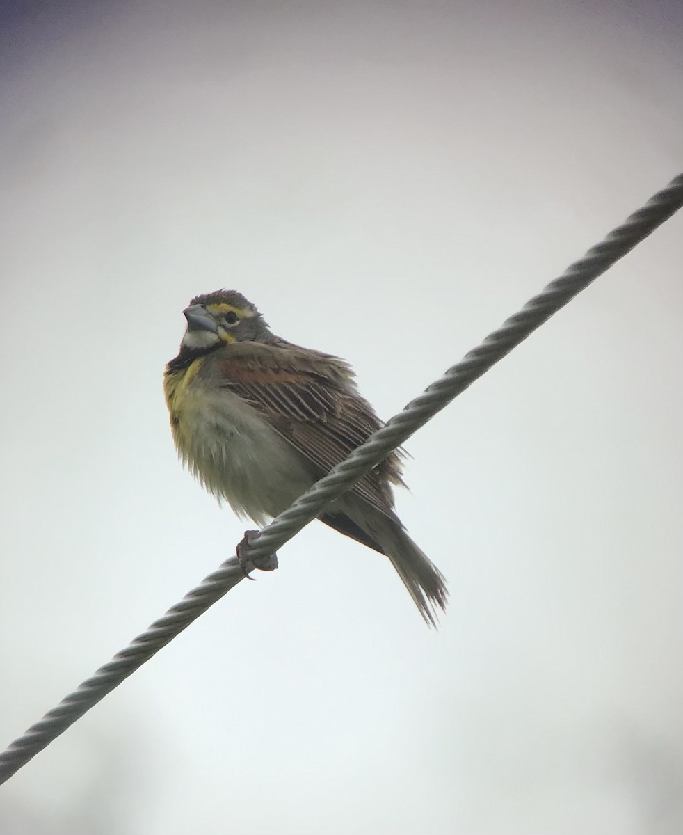 Dickcissel - ML352000911