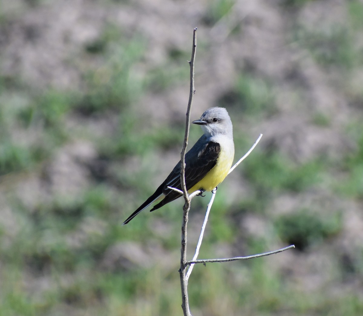 Western Kingbird - alex bell