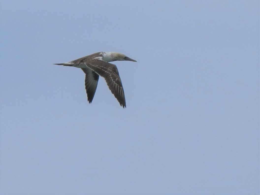 Australasian Gannet - ML352001831