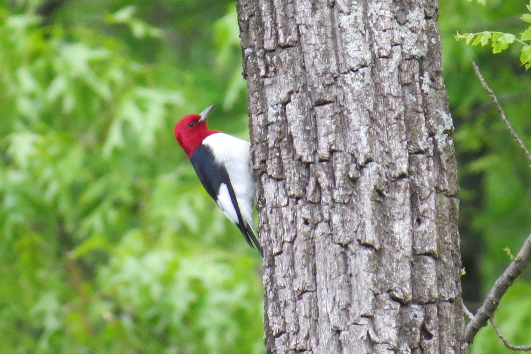 Pic à tête rouge - ML352002351