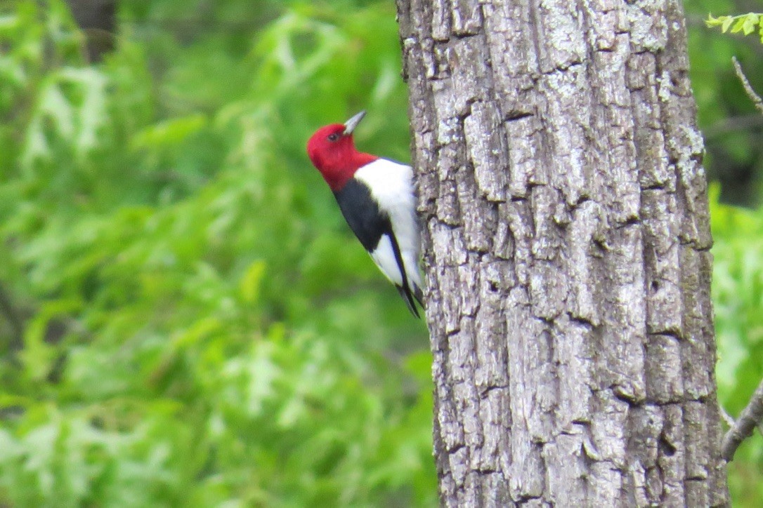Red-headed Woodpecker - ML352002381