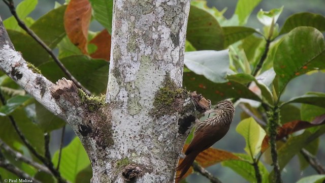 Streak-headed Woodcreeper - ML352003661