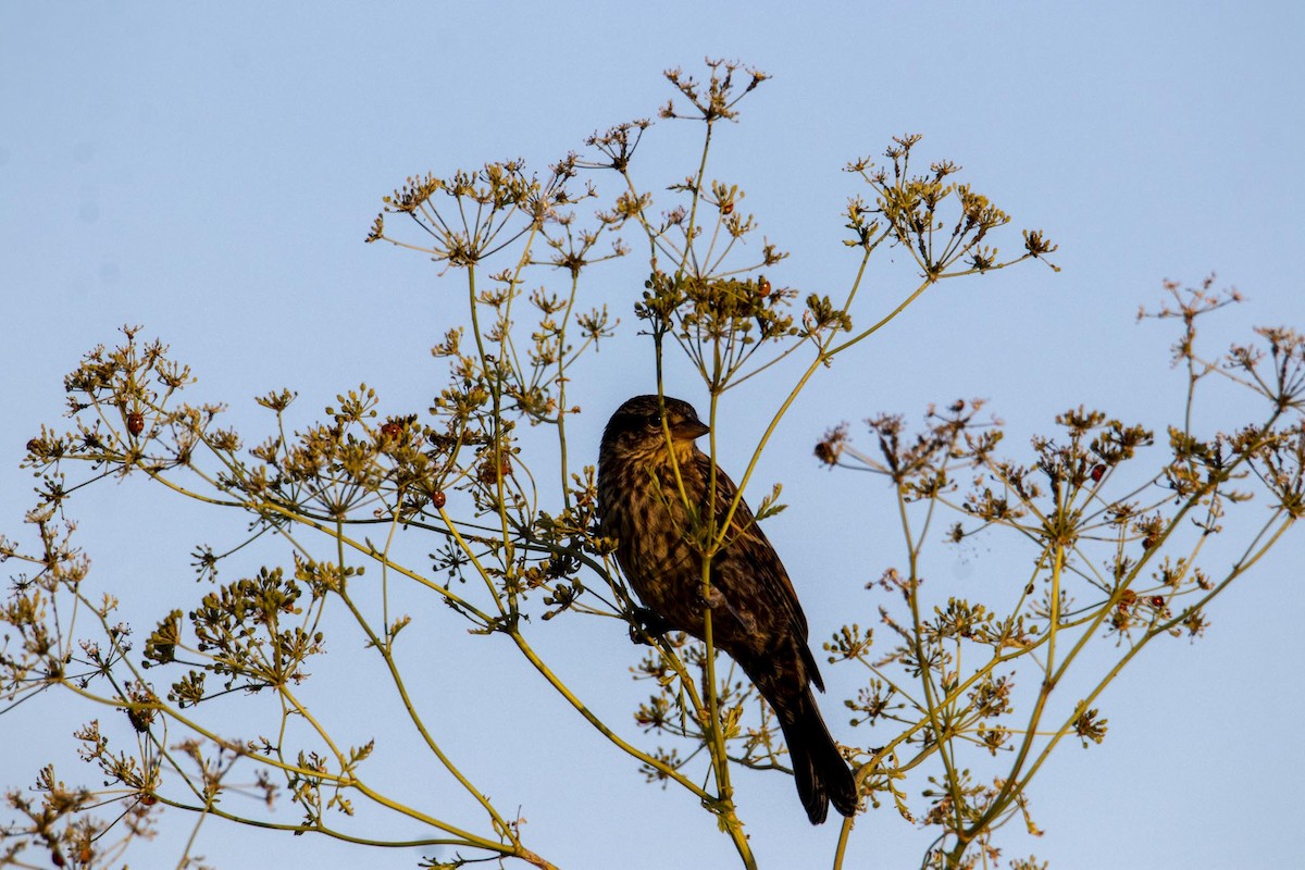 Red-winged Blackbird - ML352003791